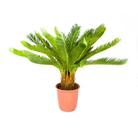 Cycas Revoluta